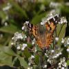 Painted Lady